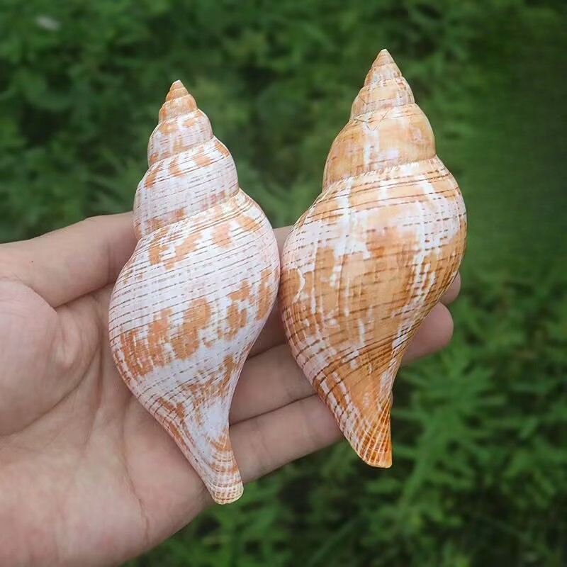 Aquarium Fish Popular - Conchiglie Naturali di Tulipano e Lumaca