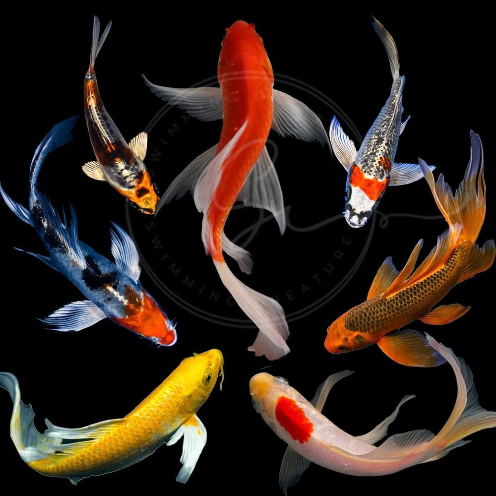 Aquarium Fish In Pond - Pesci Koi Vivi Assortiti per Laghetti