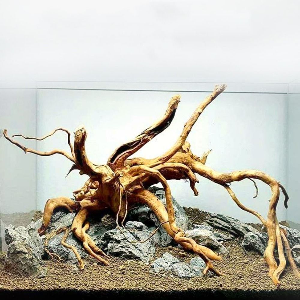 Aquarium Xxl - Legno Naturale per Acquario 20-25CM, Decorazione