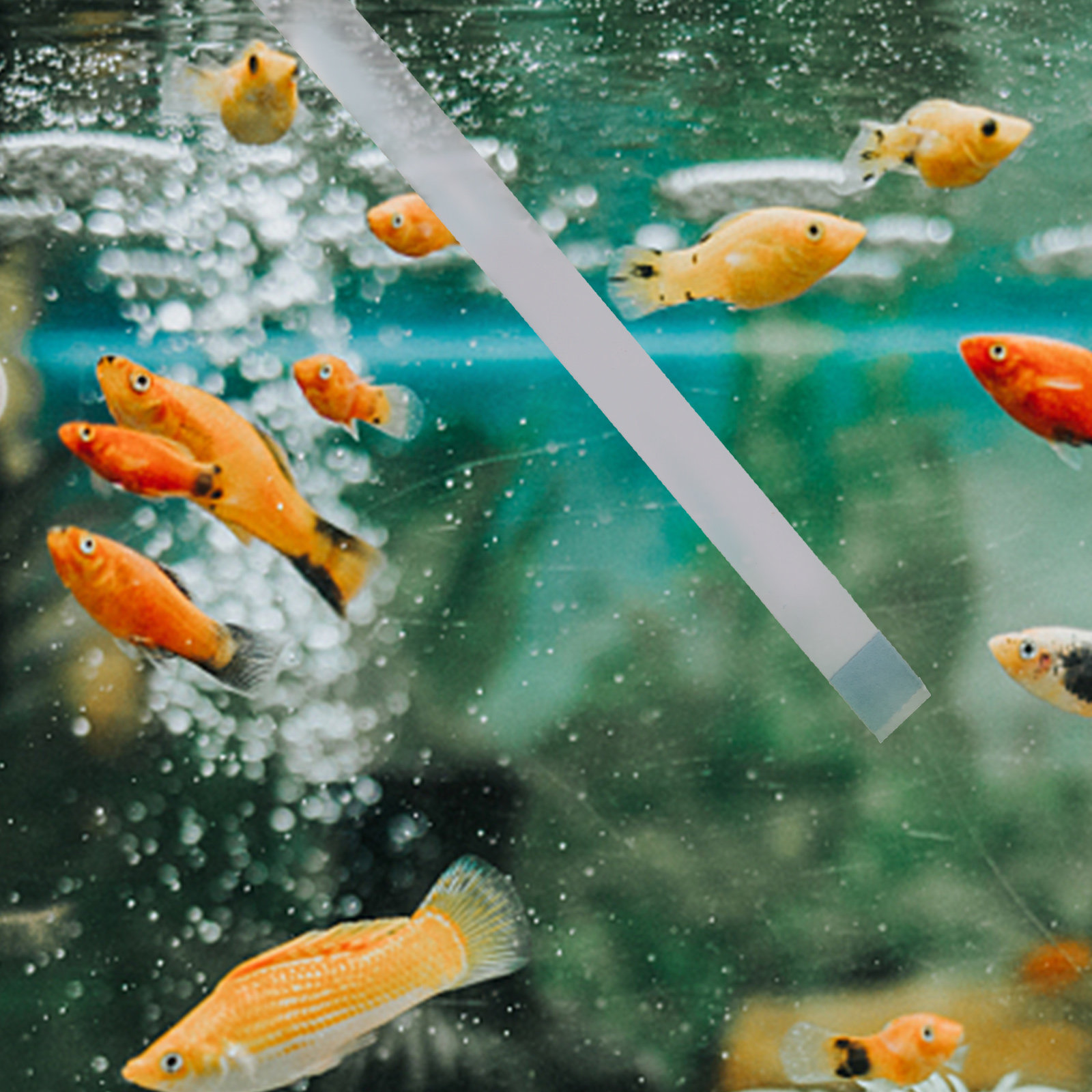 Strisce per Test Piscina, Test - Aquarium Fish In Pond recensione e prezzo